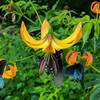 Turk's Cap Lilies in July