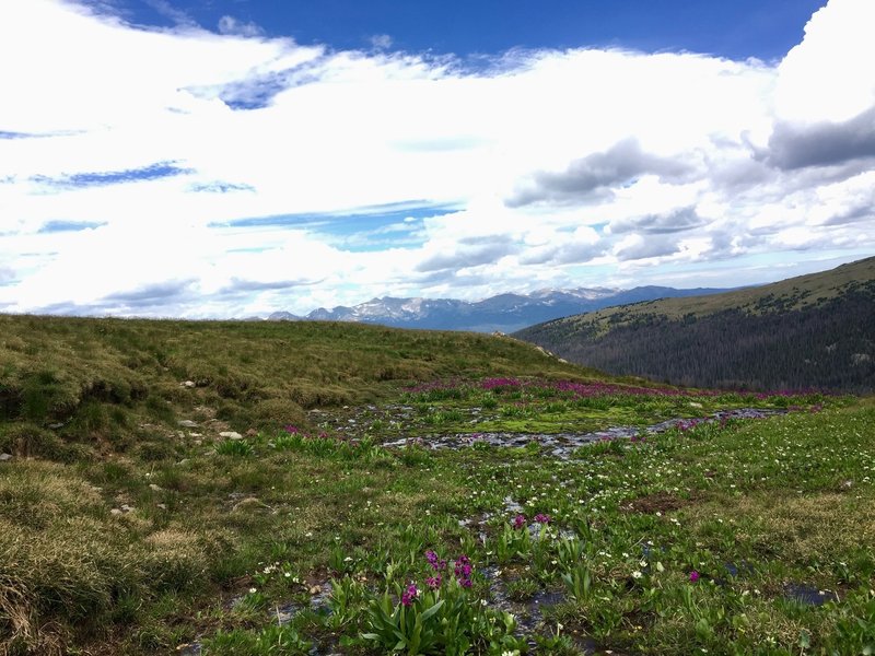 Flowers and views of mountain peaks to the west