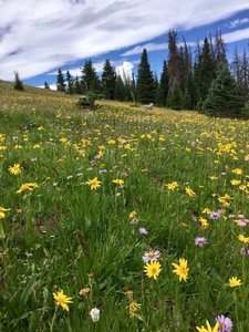 Blanket of wild flowers