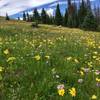 Blanket of wild flowers