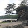 A very pretty tree that is hanging over (in high tide) water.