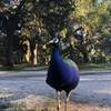 One of the local peacocks that roam the island