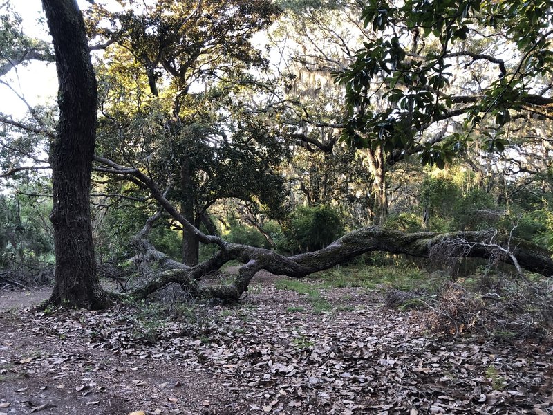 A beautiful fallen tree