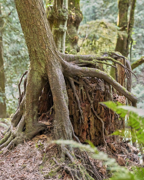 Oddly, the park has many examples of new tree growth taking root on the top or side of removed trees