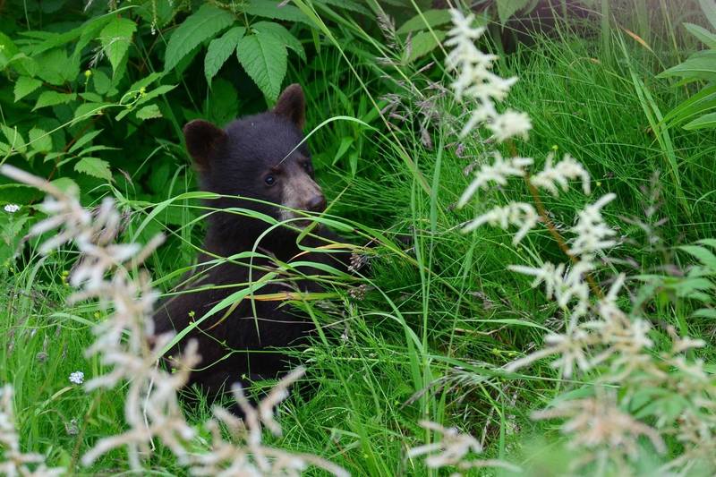 Black Bear Cub