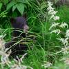 Black Bear Cub