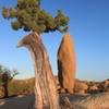 Old juniper around jumbo rocks