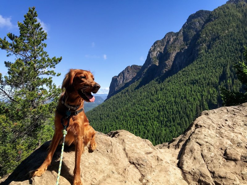 Odin the hiking dog with Mt. Si in the background