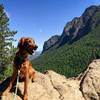 Odin the hiking dog with Mt. Si in the background