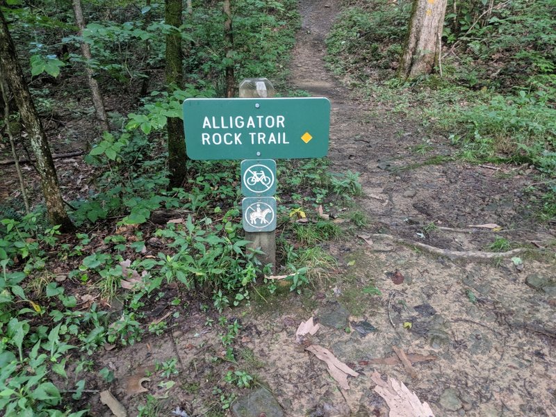 Alligator Rock Trail