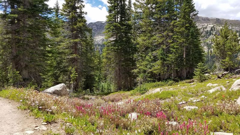 Wildflowers were everywhere at higher elevation.