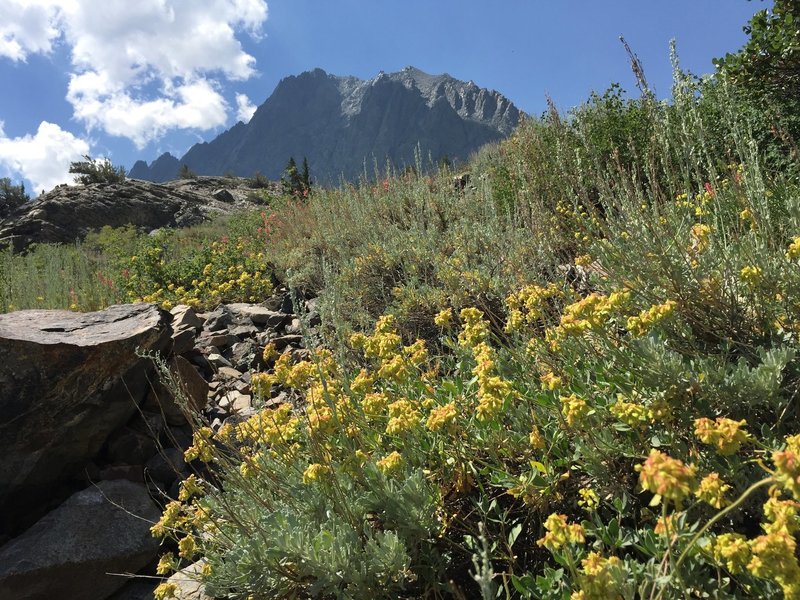 Wildflowers along the way