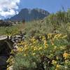 Wildflowers along the way