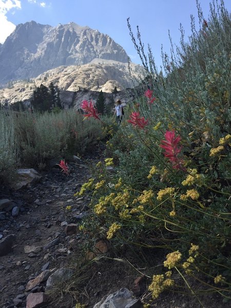 Wildflowers competing with the peaks