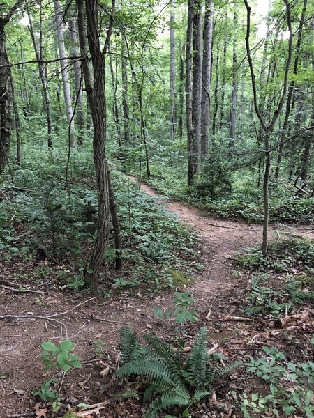 Nicely wooded trails in the Richmond Hill Park