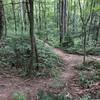 Nicely wooded trails in the Richmond Hill Park