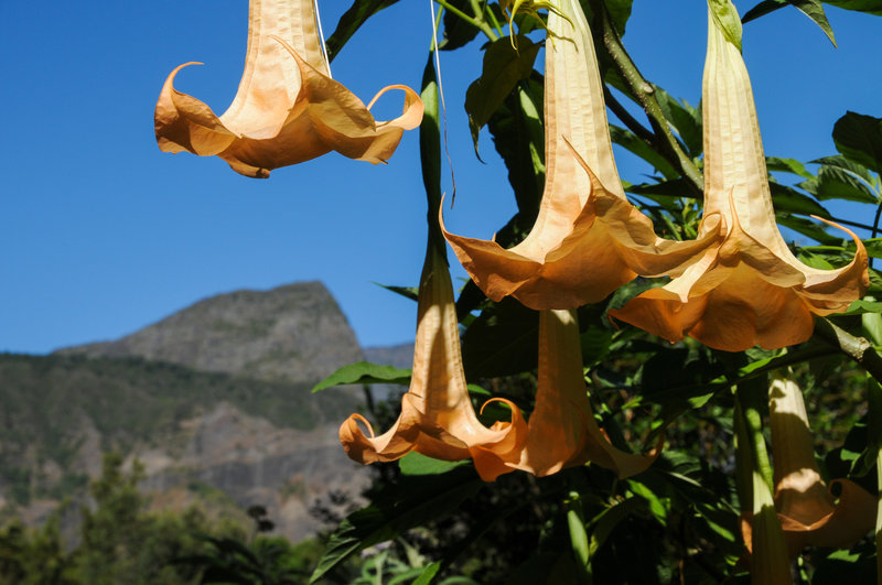 Some cool inverted flowers before the southern ramparts of Mafate