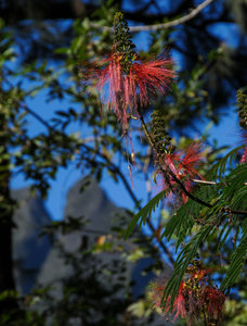 Grand peaks and beautiful tree-based red flowers can be found at the lower elevations in Mafate.