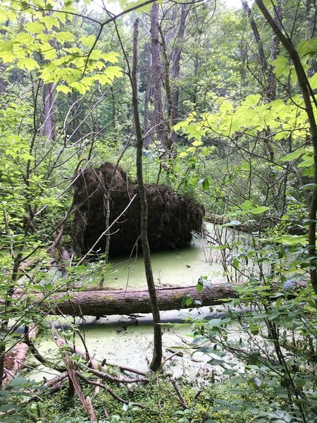 Shallow Bog on the Inman