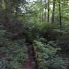 Singletrack on Lover's Leap Trail