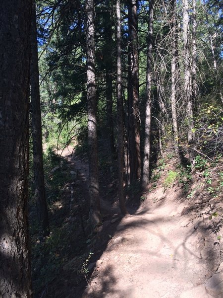 Skyline Trail once in full pines rather than pygmy pines