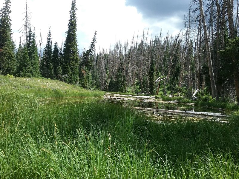 View of the pond