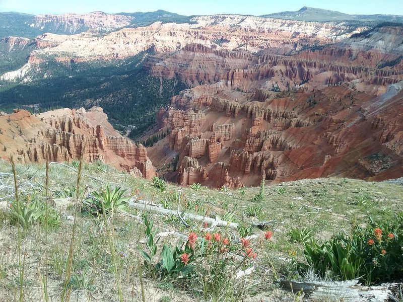 View of the Breaks and wildflowers