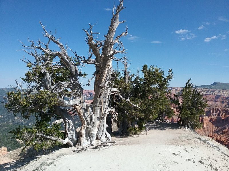 1700 year old bristlecone pine