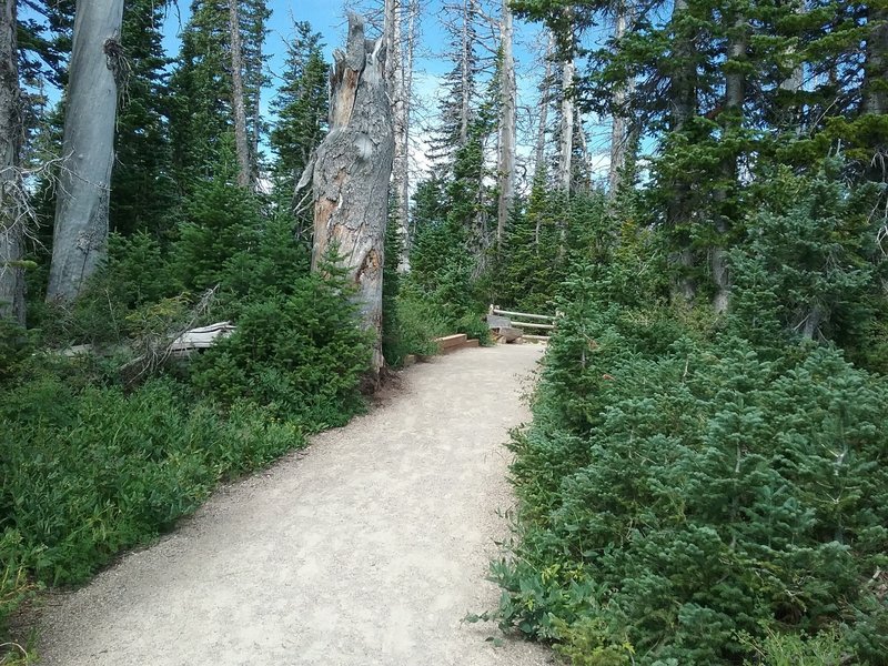 Begininng of trail