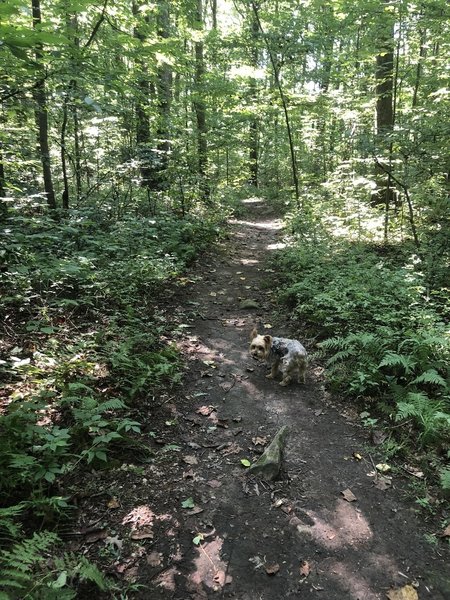 Walking on the trail