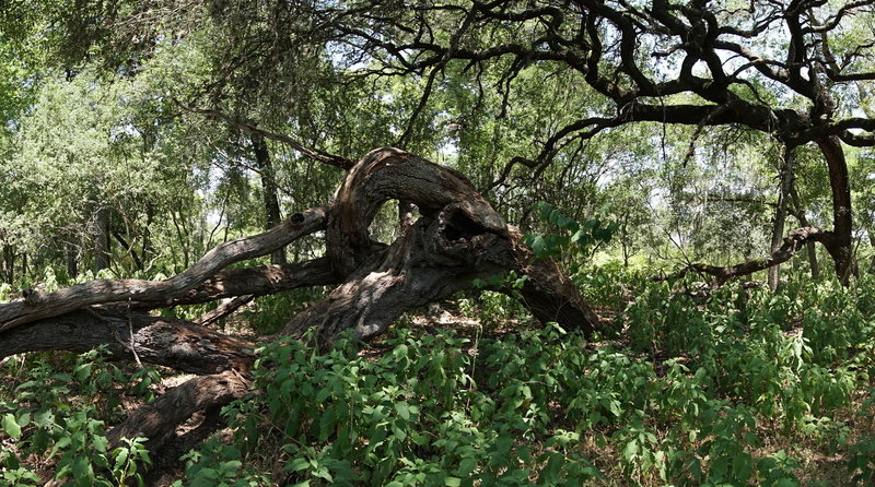 Fallen Live Oak on the Golden-cheeked Warbler Trail