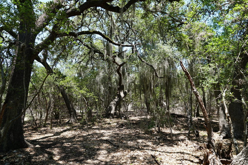 Spanish Moss hanging from the live oaks on the Hofheinz Trail