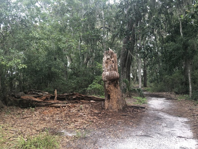 large broken tree along the trail