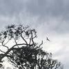 an osprey in flight