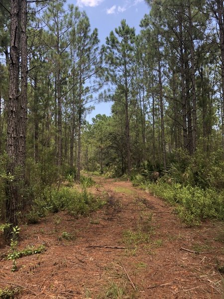 pine trees lining the trail