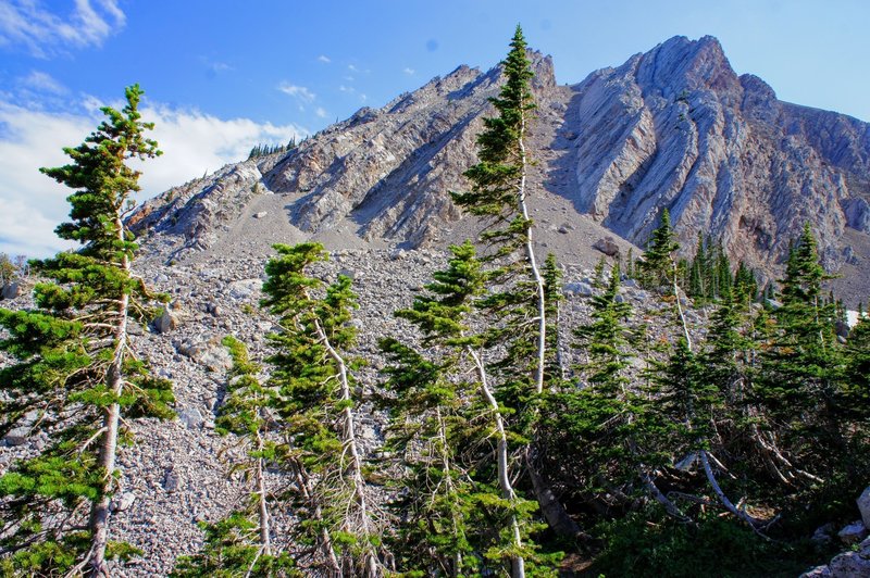 Flag trees with Sacagawea Peak in the background