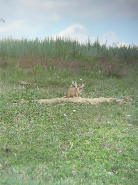 Prairie Dog Town sightings