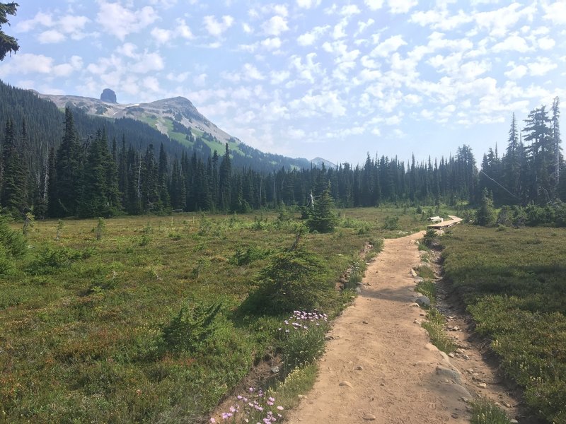 Looking up towards the Black Tusk