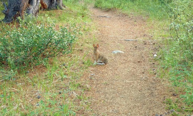 Snowshoe hare - so cute!  They turn completely white in the winter.