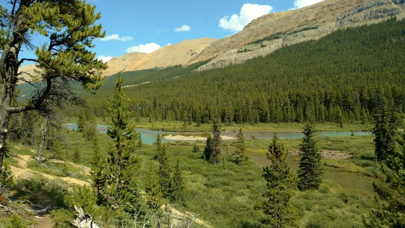 The Brazeau River runs through wet meadows dotted with firs, below an unnamed ridge, along the South Boundary Trail.