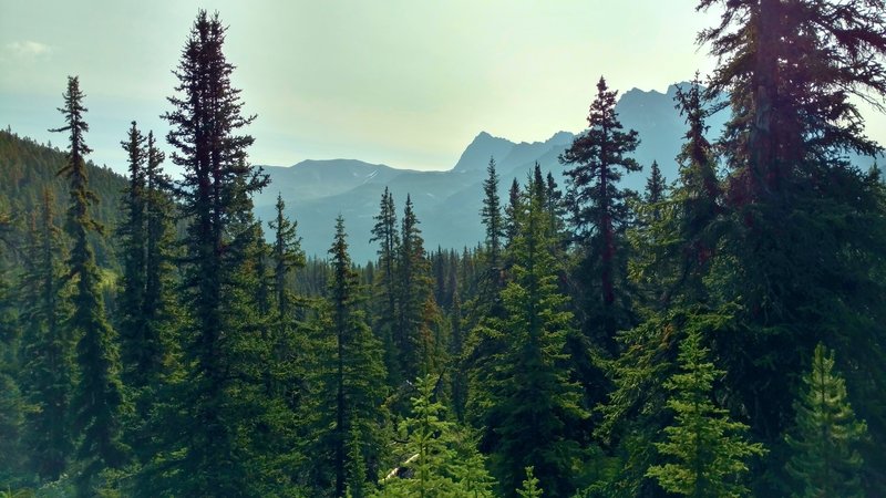 Mountains to the southeast come into view as Jonas Pass Trail climbs through the forest after leaving Four Point Trail Camp early in the morning.