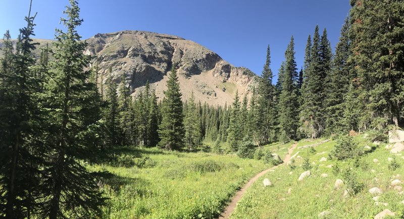 Thick forest dotted by open meadows.