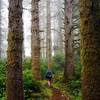 Tall trees along the Threemile Lake Trail.