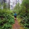 Lush undergrowth along the Threemile Lake Trail.