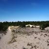 Between the sand and the forest