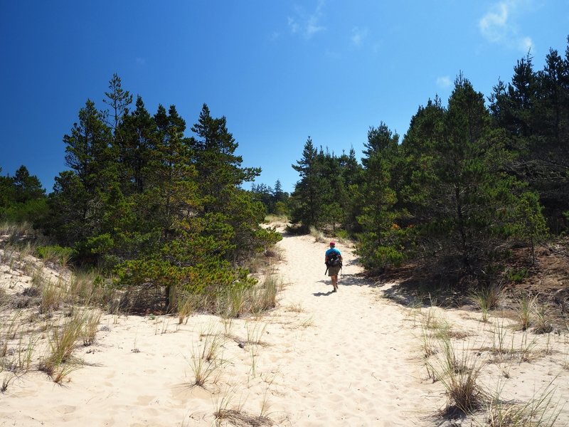 Passing through the shore forest on soft sand