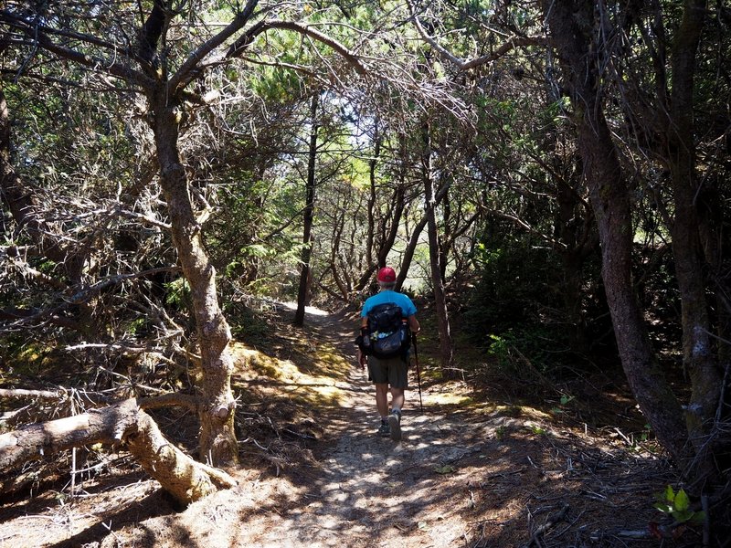 Hiking through the dense shore forest