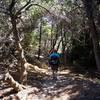 Hiking through the dense shore forest