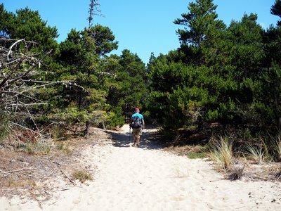 Hiking through the shore pines