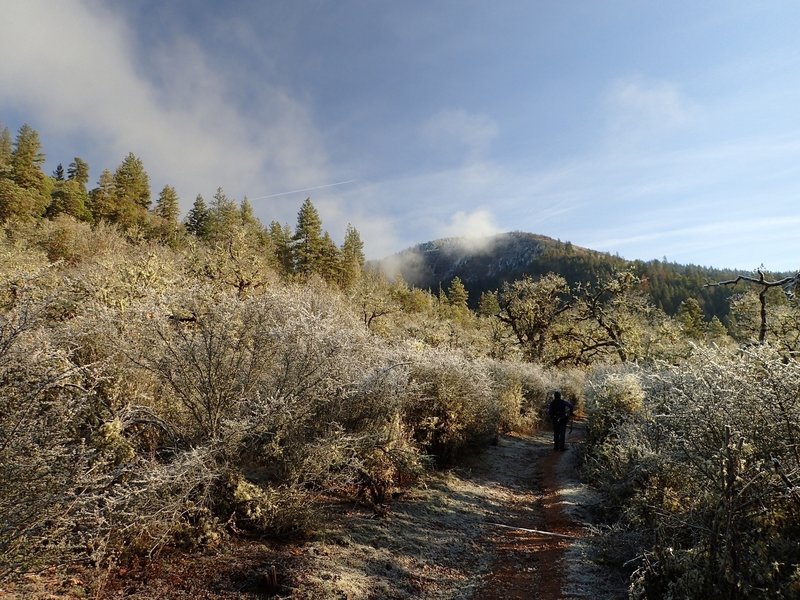 Passing through the buckbrush in winter